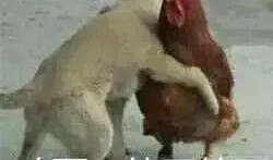 鸡哥早期爆料图片大全视频,揭秘娱乐圈不为人知的幕后真相